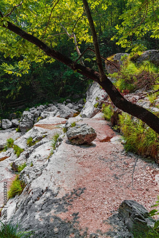 Obraz premium path in the forest