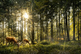 Sun is shining in forest and roe deer are grazing in beautiful forest