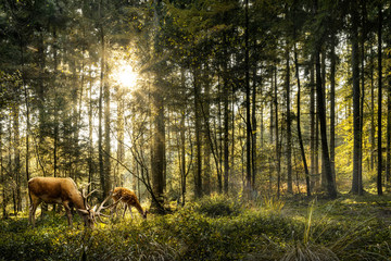 Acrylglasbilder Waldtiere Rehe grasen im sonnigen Wald  © sanderforsberg