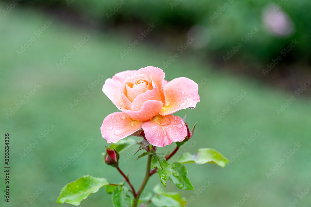 A beautiful pink rose in the garden. Rose Background.