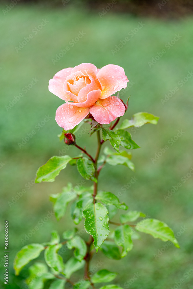 Obraz premium A beautiful pink rose in the garden. Rose Background.