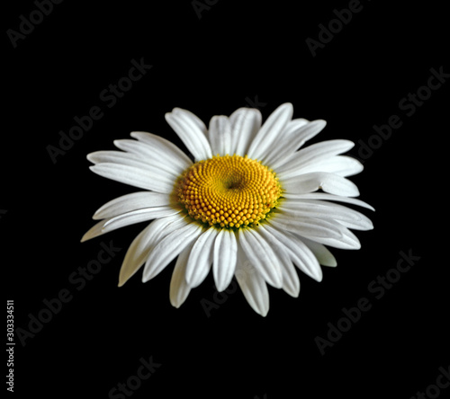 Beautiful chamomile flower isolated on a black background