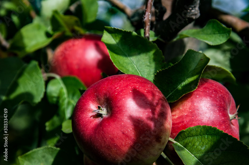 juicy red apples ready to be harvested