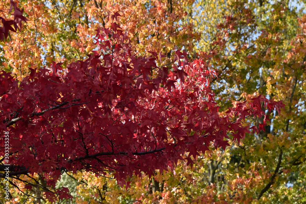 colors of golden autumn. the foliage painted a crimson. beautiful background colors of golden autumn. the foliage painted a crimson. beautiful background