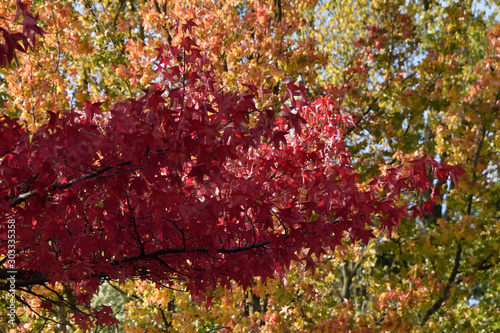 colors of golden autumn. the foliage painted a crimson. beautiful background © Asgat