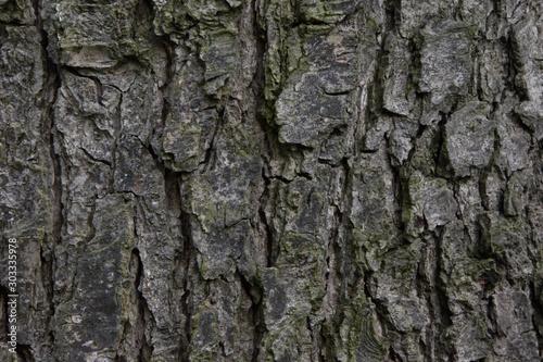 Fototapeta Naklejka Na Ścianę i Meble -  bark of a tree background