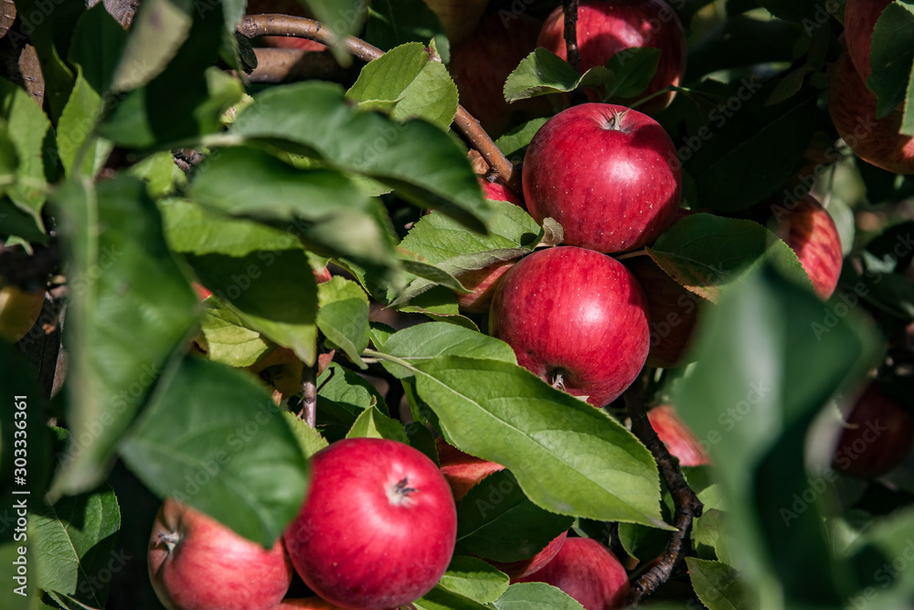Obraz premium juicy red apples ready to be harvested