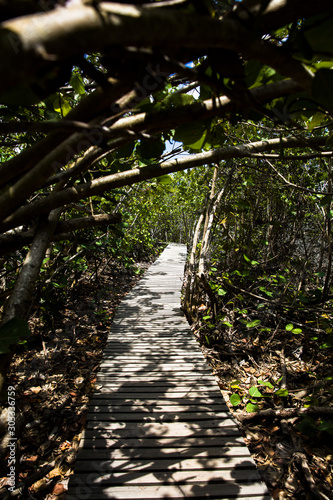 Jungle path through the Tay...