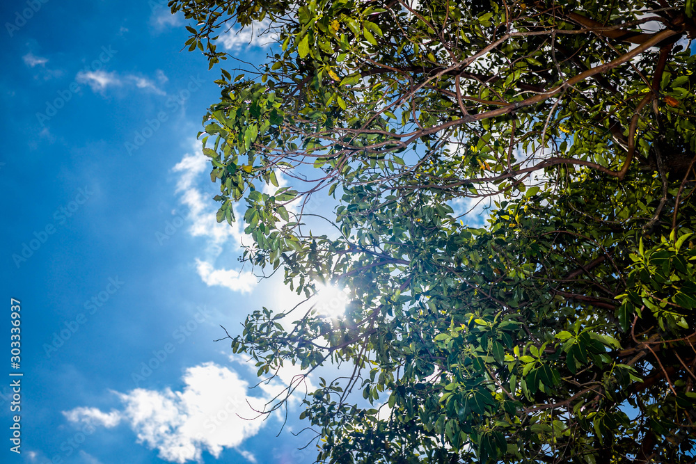Fototapeta premium blue sky and green trees