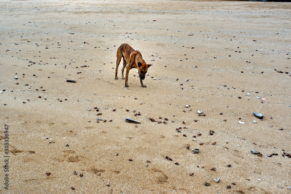 Dog on the beach, sand
