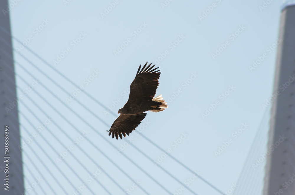 Obraz premium bald eagle in flight