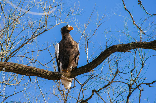 eagle