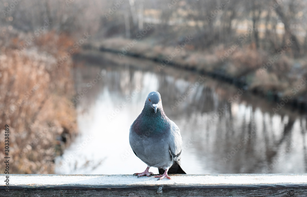 Fototapeta premium Pigeon on a wooden bridge. Park with river and trees.