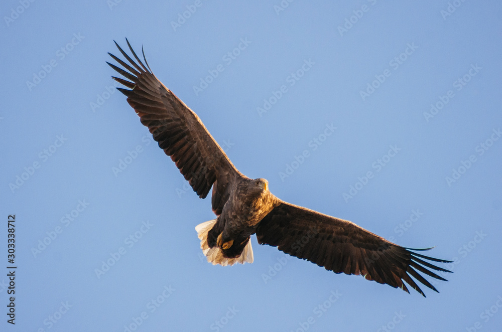 Naklejka premium eagle