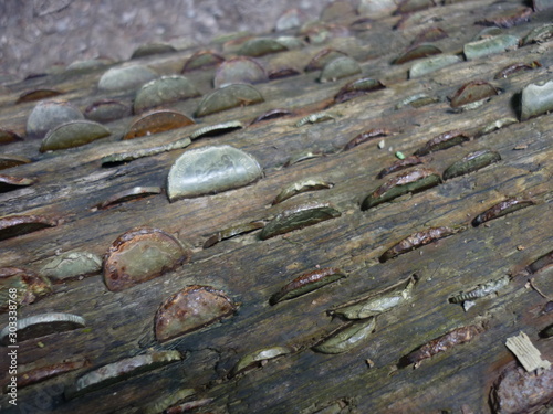 coins in trees