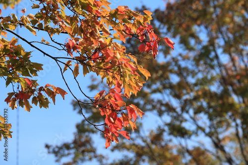 秋のイメージ画像 落葉樹の赤く染まった葉