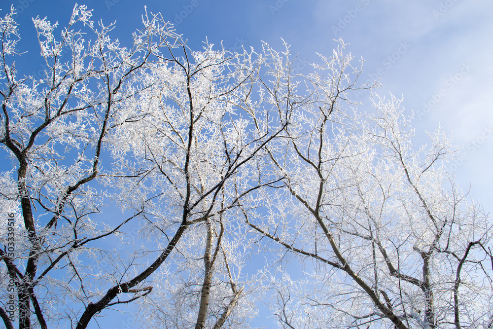 snow covered tree branches on the background of light blue sky in winter snow covered tree branches on the background of light blue sky in winter