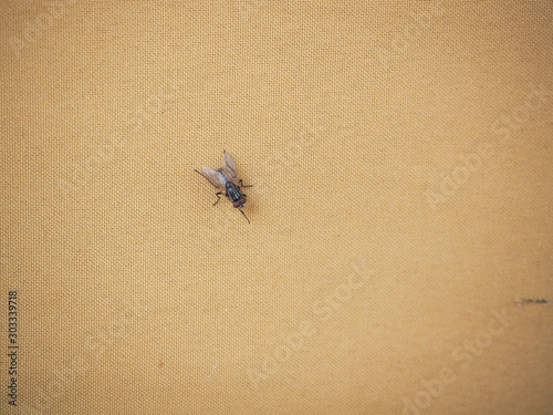 Fly on brown background. House fly.