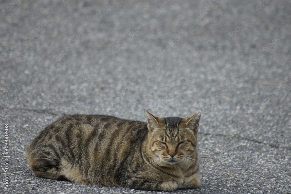  Stray cat by the sea