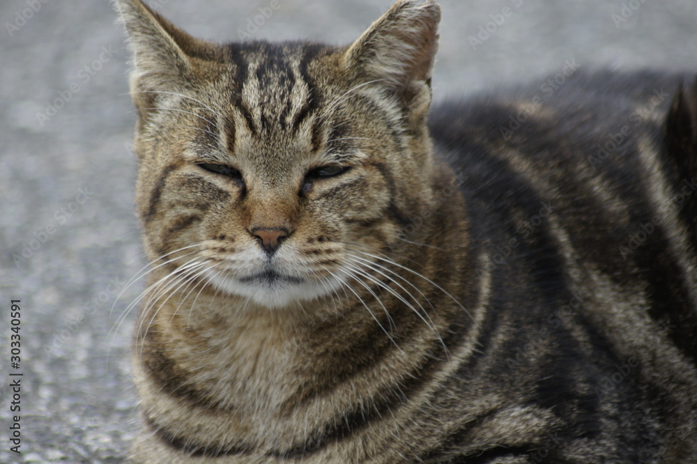  Stray cat by the sea