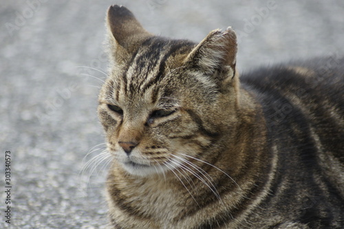  Stray cat by the sea