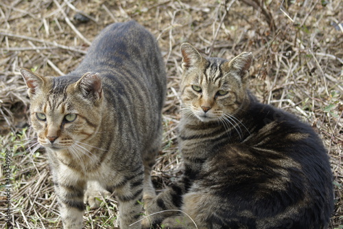  Stray cat by the sea