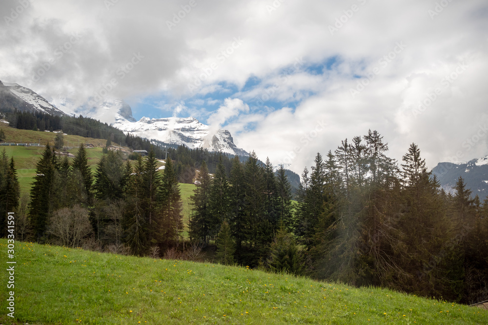 Beautiful view of fresh green field with trees on mountain in rural area of Switzerland with cloudy sky for background , copy space