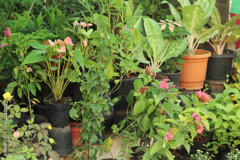 Selective Focus on Newly Growing Variety Of Plants at Nursery Selective Focus on Newly Growing Variety Of Plants at Nursery