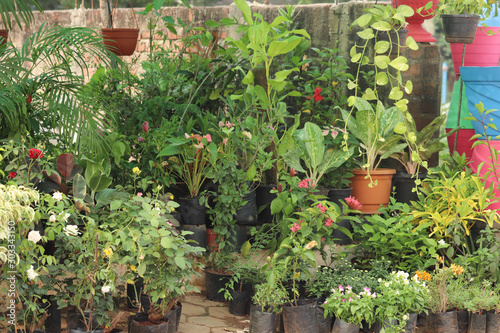 Variety of Small Indoor Plants Indoor and Outdoor Show Leaves at A Beautiful Small Nursery
