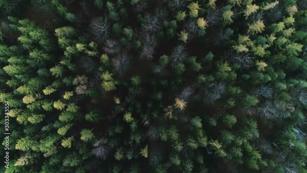 Aerial drone shot of beautiful forest near to polish village Aerial drone shot of beautiful forest near to polish village