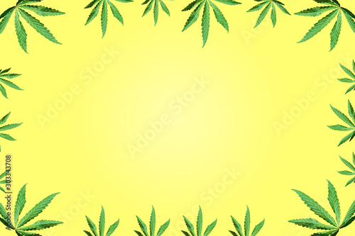 Green cannabis leaves, marijuana on white background. Hemp, ganj