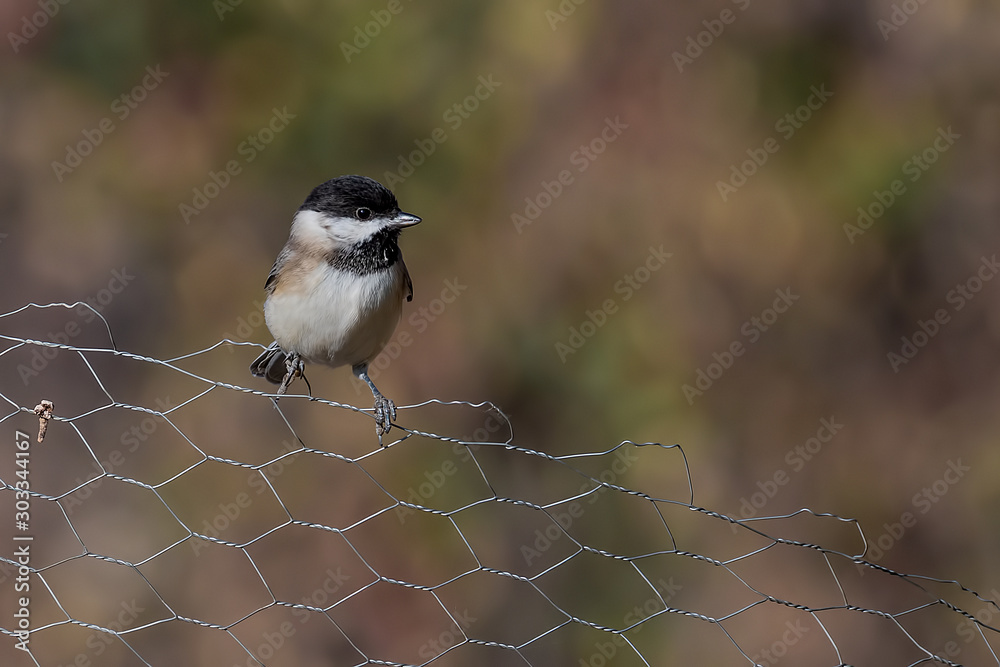 Fototapeta premium bird on the fence