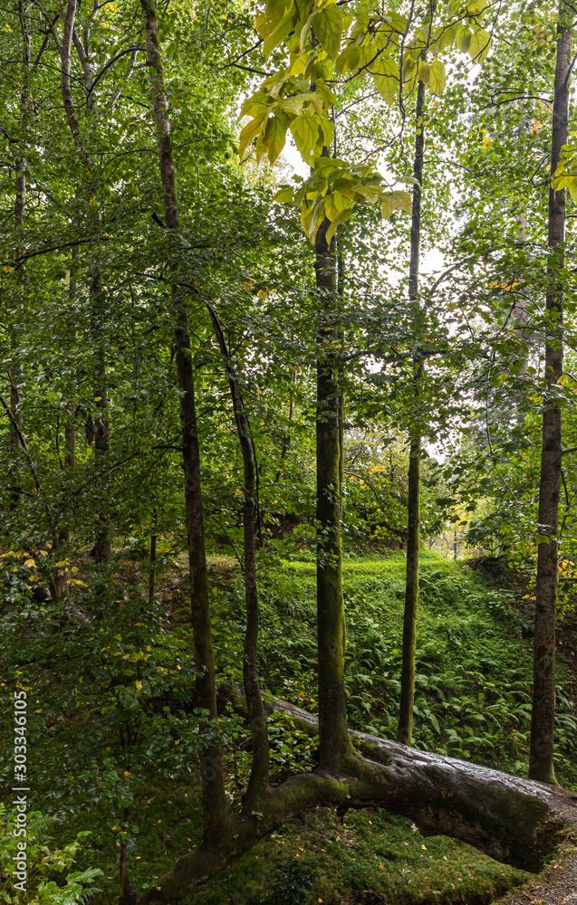 Rainy Autumn Day in Batumi Botanical Garden in Georgia Rainy Autumn Day in Batumi Botanical Garden in Georgia