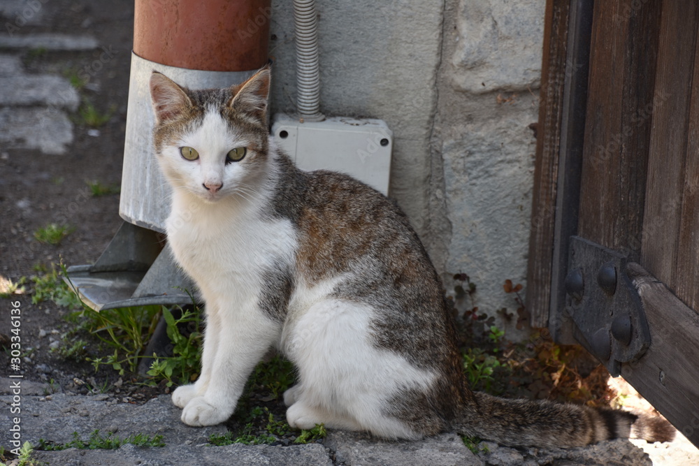 Brown and White Tabby Street Cat, Full-Length Brown and White Tabby Street Cat, Full-Length