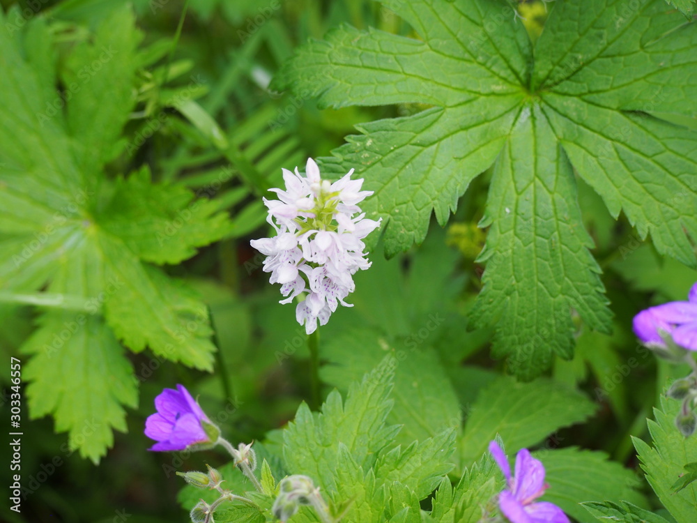 flowers flowers