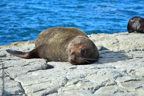 A new zealand fur seal sunbathing on a rock at Kaikoura, New Zealand, South Island.