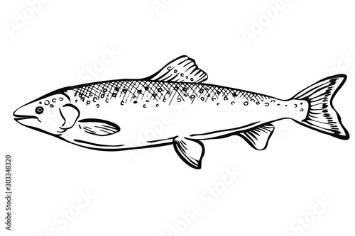 Hand drawn Sketch Salmon fish. Seafood design elements. Seafood / fish menu. Ink illustration. engraving fish isolated on white background