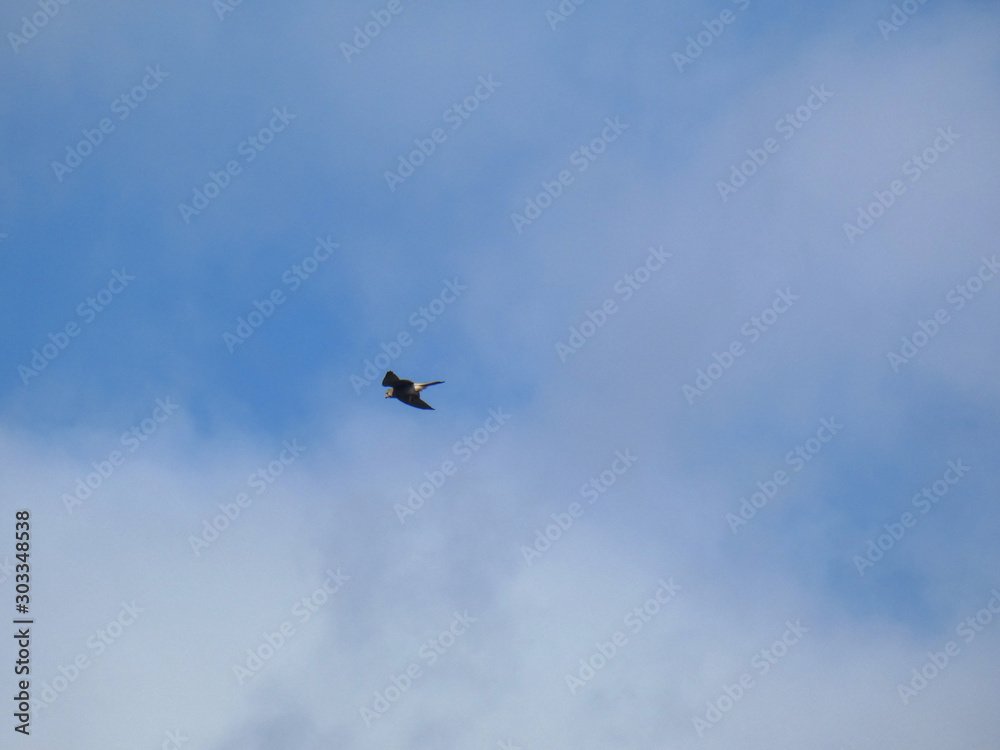 Falco in volo Falco in volo