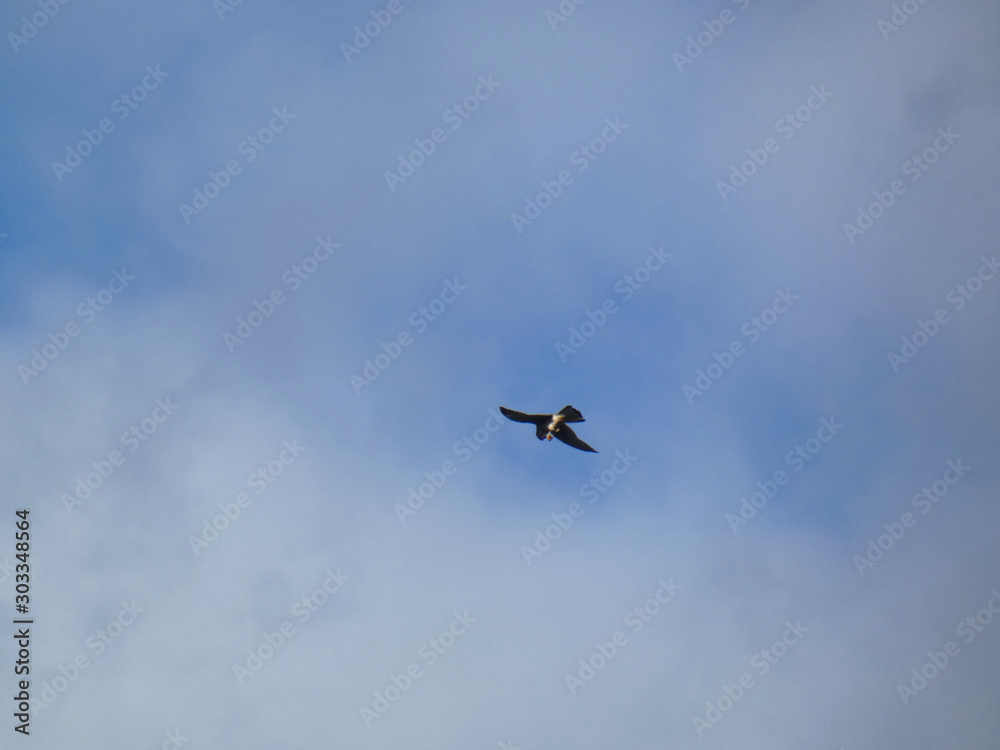 Falco in volo Falco in volo