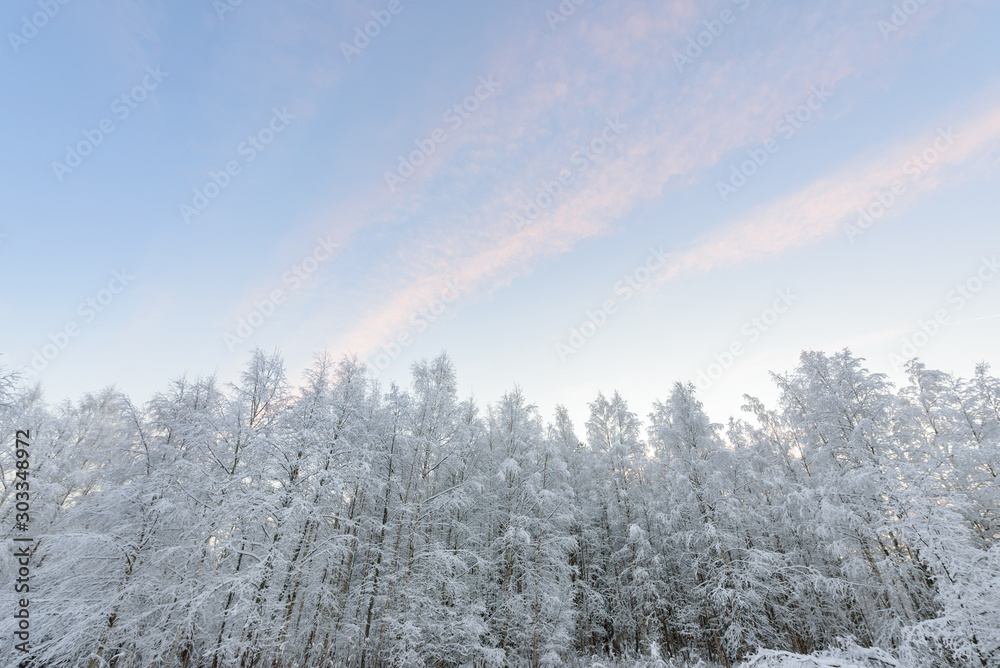 The forest has covered with heavy snow and clear blue sky in winter season at Lapland, Finland. The forest has covered with heavy snow and clear blue sky in winter season at Lapland, Finland.