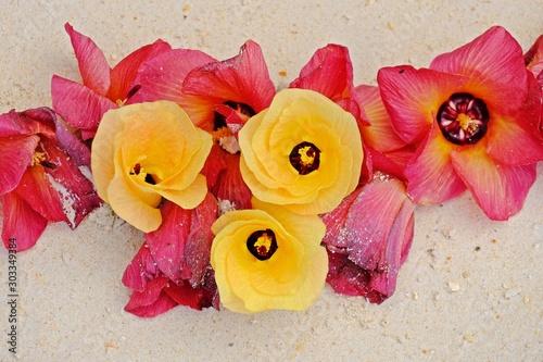 Beautiful yellow and red Hibiscus tiliaceus flowers on the sand. photo