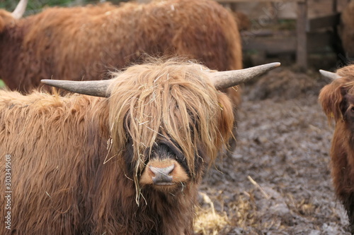 Young Scottish bull