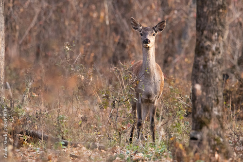 A beautiful portrait of a small spotted deer. Cute animal stands among the trees in the forest and looks at the camera.