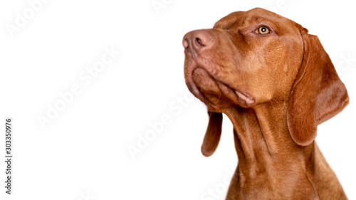 Beautiful young male magyar vizsla dog studio portrait. Vizsla pointer dog face close up against white background.