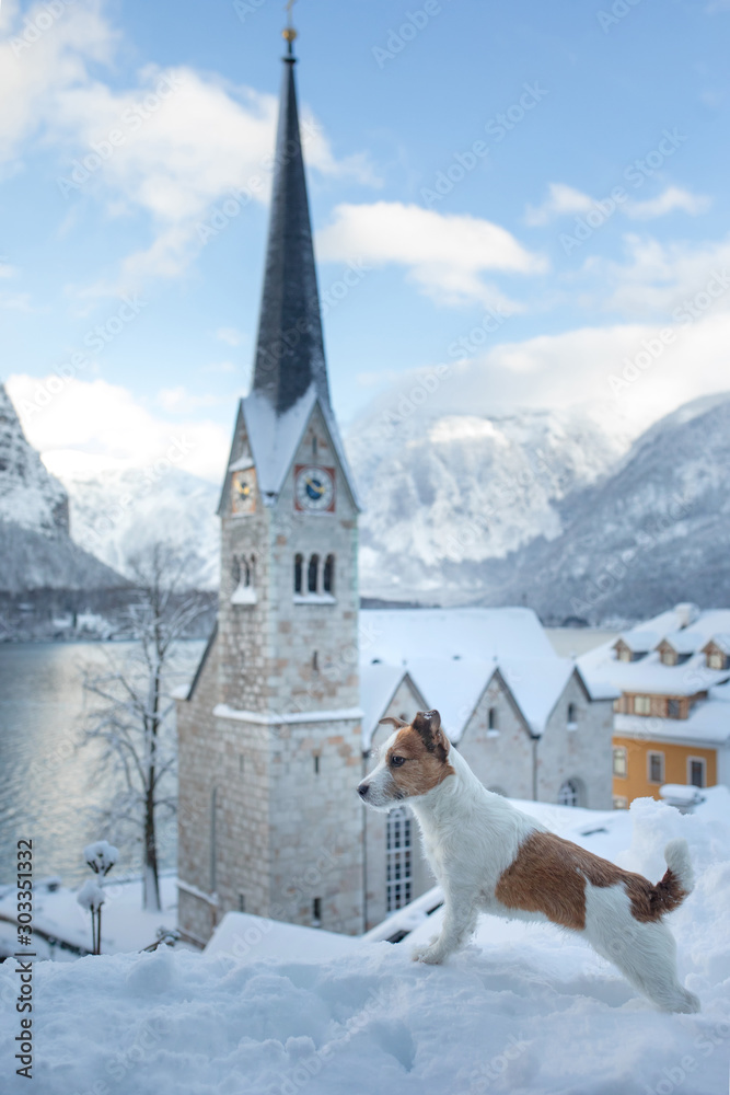 Dog in nature winter. Jack Russell Terrier in the mountain town of Hallstatt in Austria.