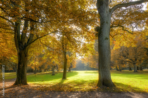 beautiful old trees with colorful autumn leaves in an old park  seasonal nature background