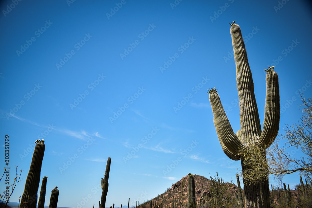 cactus at saguaro national park