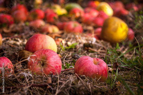 red apples on the ground in autumn