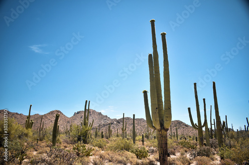 cacti at saguaro national park © Matthew