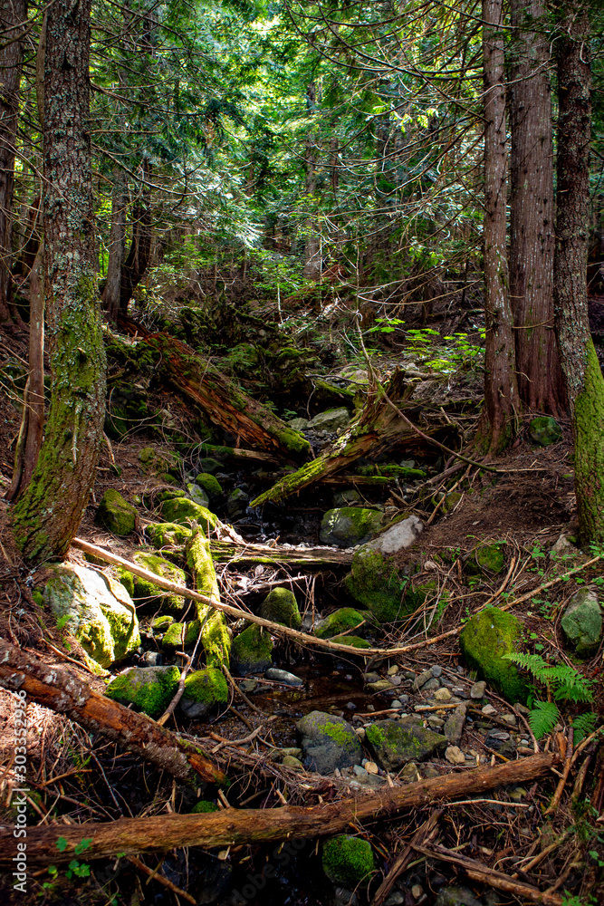 Forest stream running over mossy rocks Forest stream running over mossy rocks